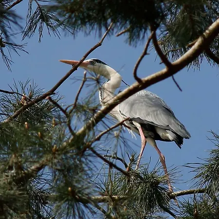 Mewa ホームステイ