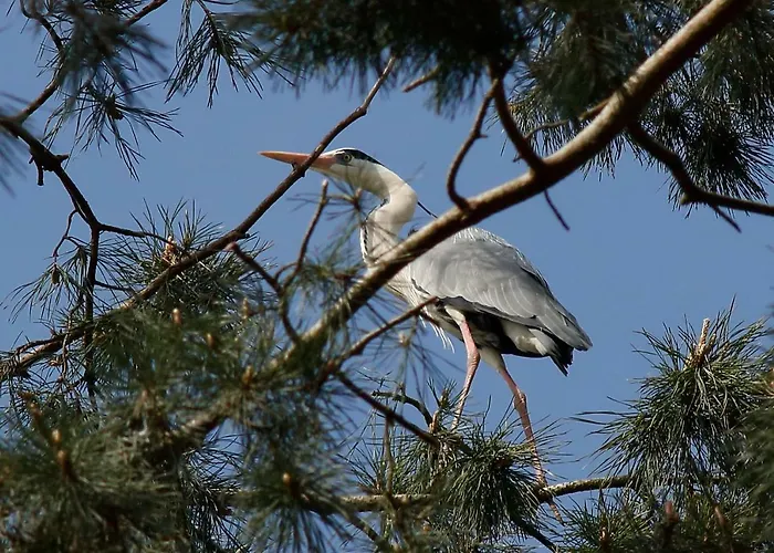 Mewa ホームステイ